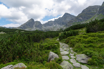 Fototapeta na wymiar Path moving through vegetation towards the mountains in Tatra national Park, Poland