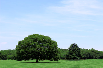 A big tree in a large plaza in the park