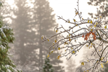 winter background with snow and trees changing colors