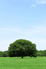 A big tree in a large plaza in the park