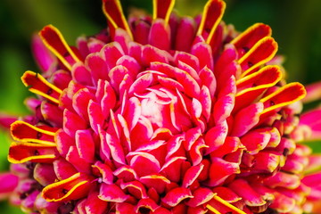 Close up image of a Red Torch Ginger flower (Etlingera elatior)