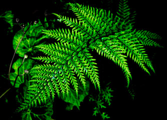 green fern leaves on a dark background