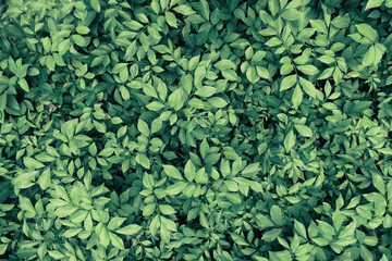 bright green leaf texture background