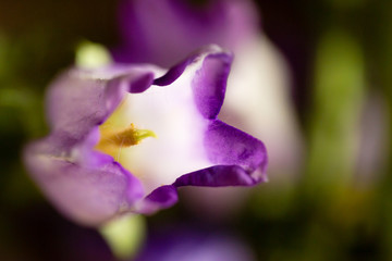 Fototapeta na wymiar purple and white bell flower close up