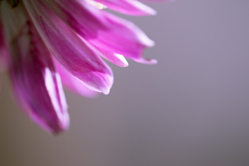 Obraz na płótnie Canvas pink purple flower petal close up