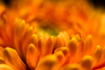 orange petal flower abstract close up