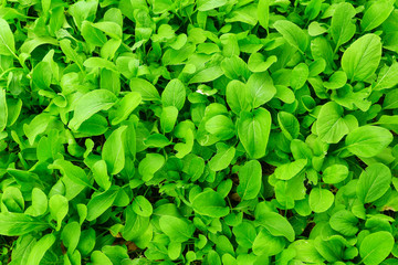 vegetable garden