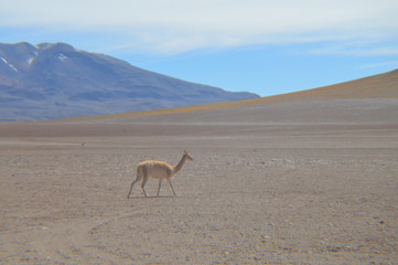 vicuña