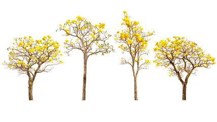 Yellow flower trees on white