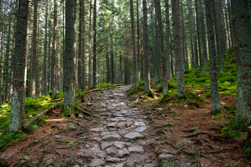 Obraz premium Hiking path in the Tatra Park