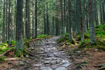 Hiking path in the Tatra Park