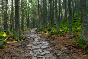 Hiking path in the Tatra Park