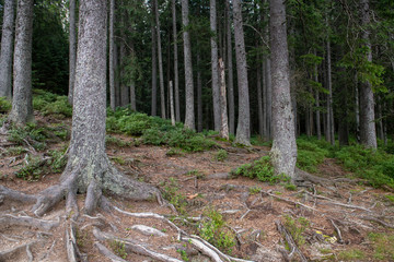 Hiking path in the Tatra Park