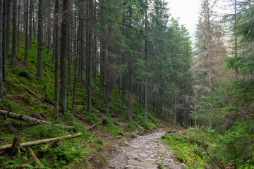 Fototapeta premium Hiking path in the Tatra Park