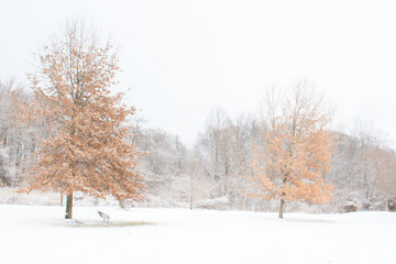 Winter landscape with trees 