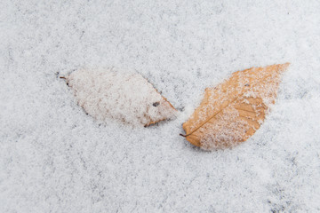 Leaves in the ground covered by snow