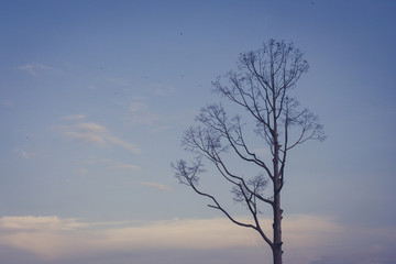 Fototapeta na wymiar Alone or lonely dry tree in twilight time of winter seasonal.