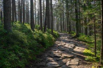 Hiking path in the Tatra Park