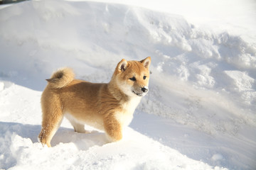 雪野原で遊ぶ柴犬