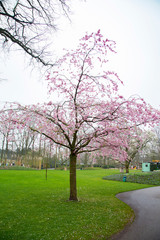 Cherry blossoms in the Keukenhof Park