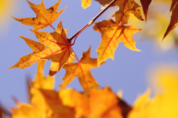Fototapeta premium red and yellow maple leavesin autumn on blue sky background