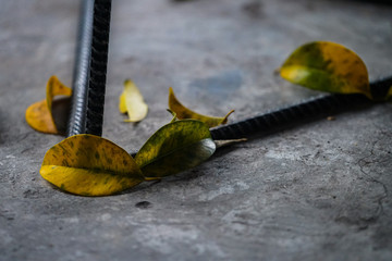 snail on a leaf