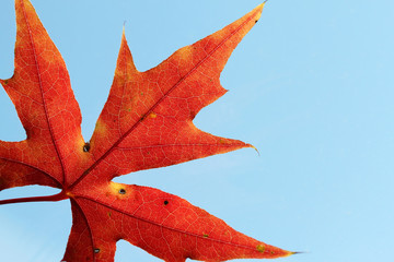 red maple leaf texture on blue sky background