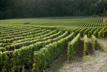 Fototapeta na wymiar ville d'Epernay, vignoble, vignes, champagne, département de la Marne, France