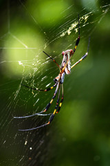 Nephila