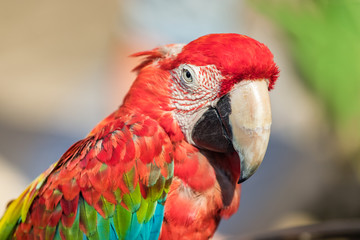 Portrait of a red - green macaw parrot profile view, closeup, outdoors.