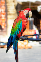 Portrait of a red - green macaw parrot profile view, perched, outdoors.