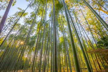 京都 竹林の風景