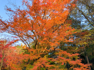 紅葉
