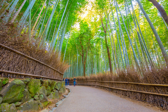 京都 竹林の風景 © beeboys