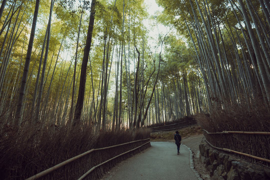 京都 竹林の風景