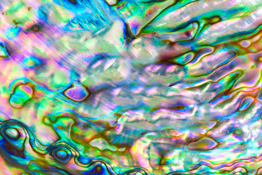 Close up multicolour texture background of paua shell, haliotis iris or Abalone shell