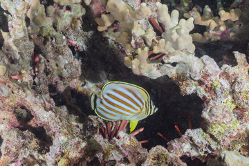 Fototapeta na wymiar Ornate butterfly fish swimming in coral reef