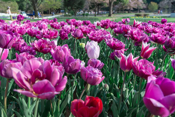 Tulips flower field in Japan