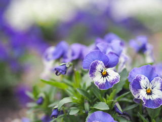 pansy in the garden