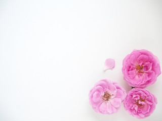 Pink roses with buds on a white background