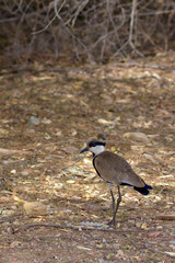 Spur winged lapwing