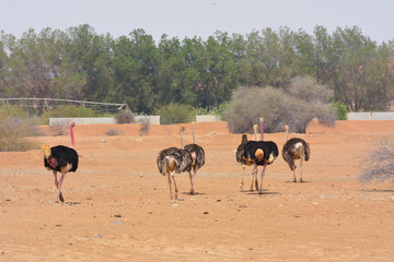 Fototapeta na wymiar Common ostrich