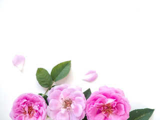 Fototapeta na wymiar Pink roses with buds on a white background