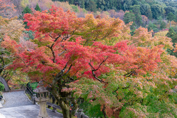 autumn leaves in japan