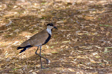 Spur winged lapwing