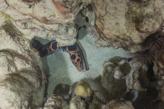 Spotted snake eel hiding in coral reef