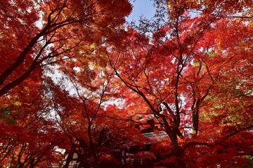 Fototapeta premium 日本の京都の寺の紅葉