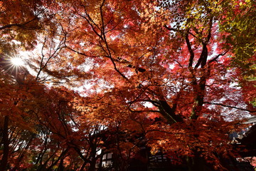 日本の京都の寺の紅葉