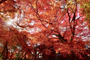 日本の京都の寺の紅葉