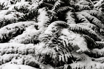 White snow covred the tree. Abstrack Background.